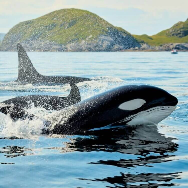 A pod of orcas swims in Arctic Norway