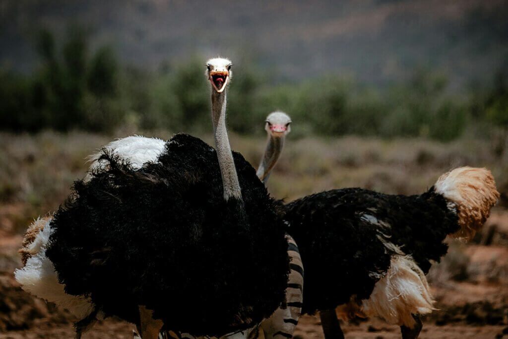 A pair of ostriches