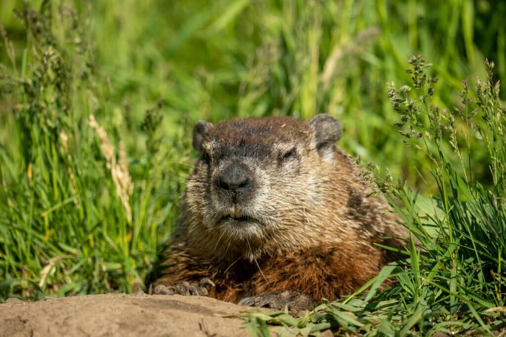 Groundhog in Green Grass in Wabasha, Minnesota