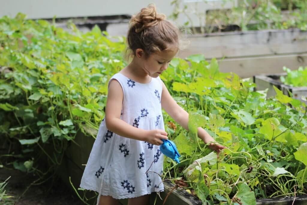 A girl in a garden standing beside a raised bed, observing the plants.