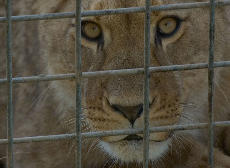 Lion in a cage