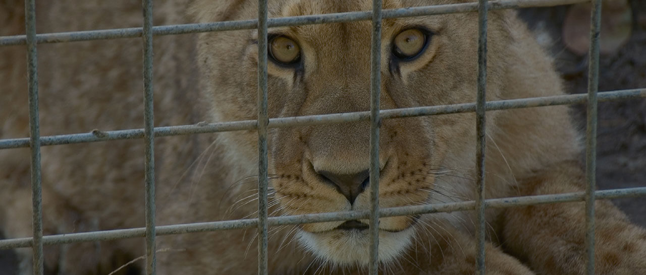 Lion in a cage