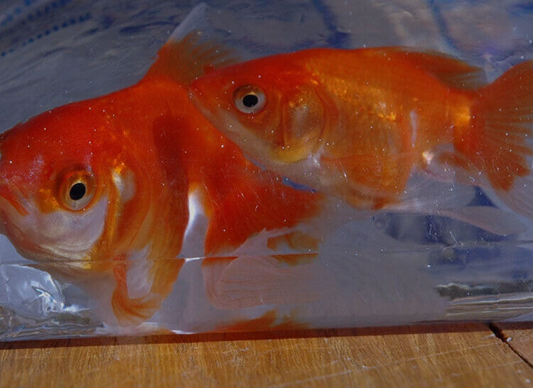 Goldfish in a small plastic bag