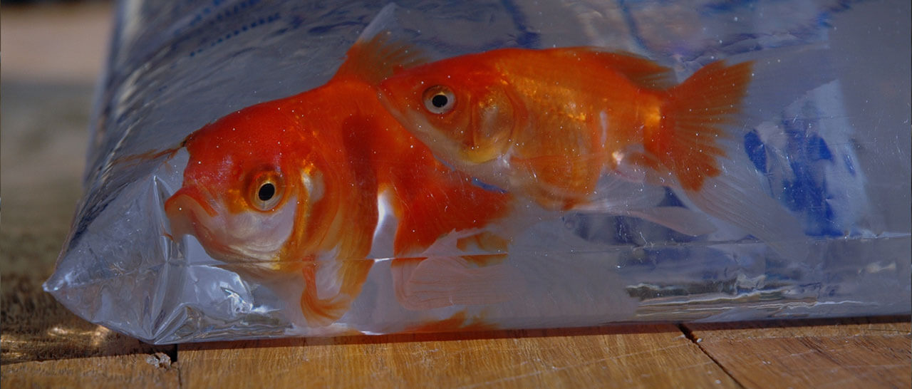 Goldfish in a small plastic bag
