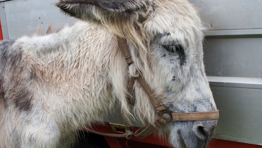 Donkey tied up