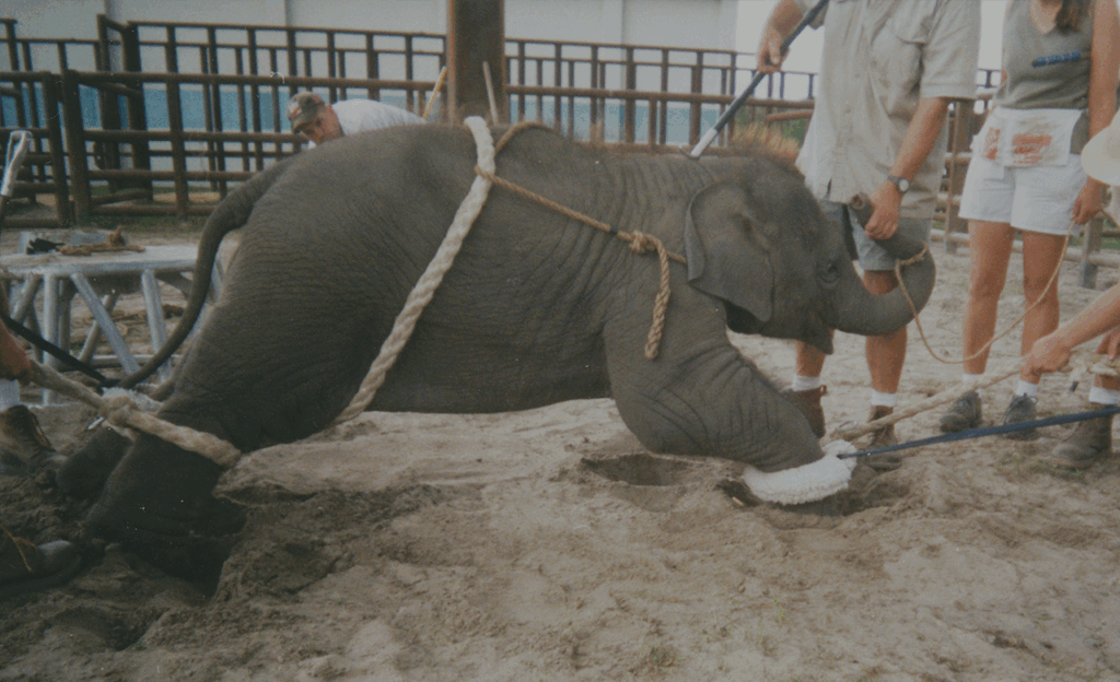 Elephant being forcibly trained for a circus
