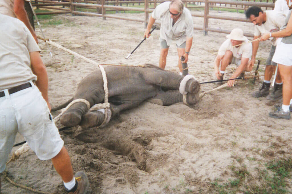 Baby elephant on its side while tied up