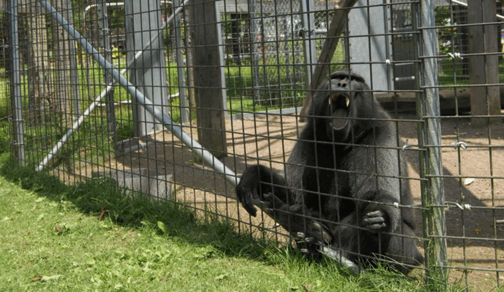 Caged animal in a zoo
