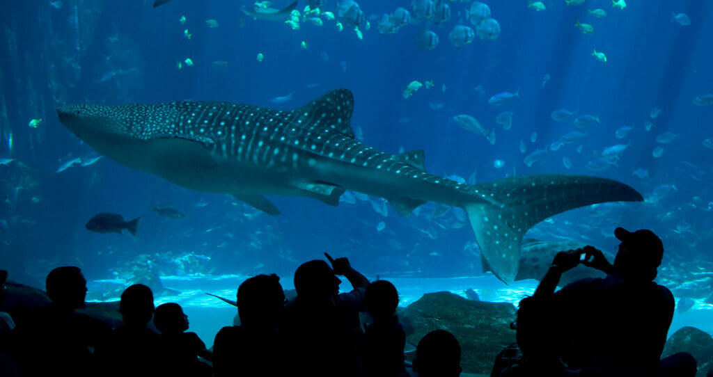 Lots of fish in an aquarium