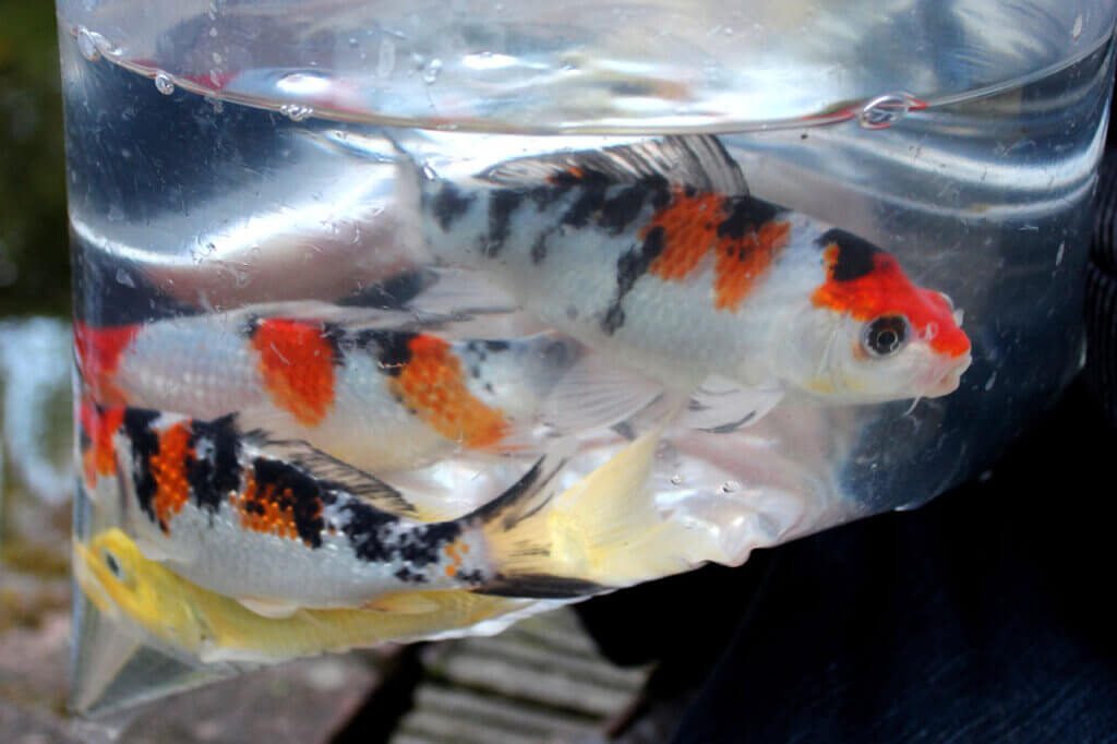 Goldfish in a small plastic bag