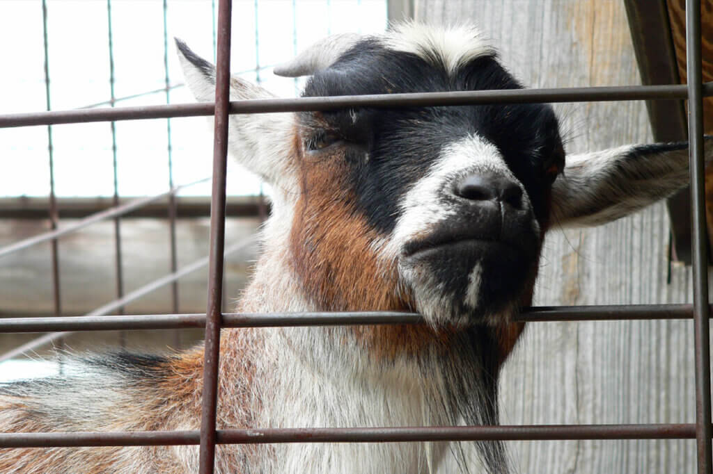 Sad goat in a petting zoo