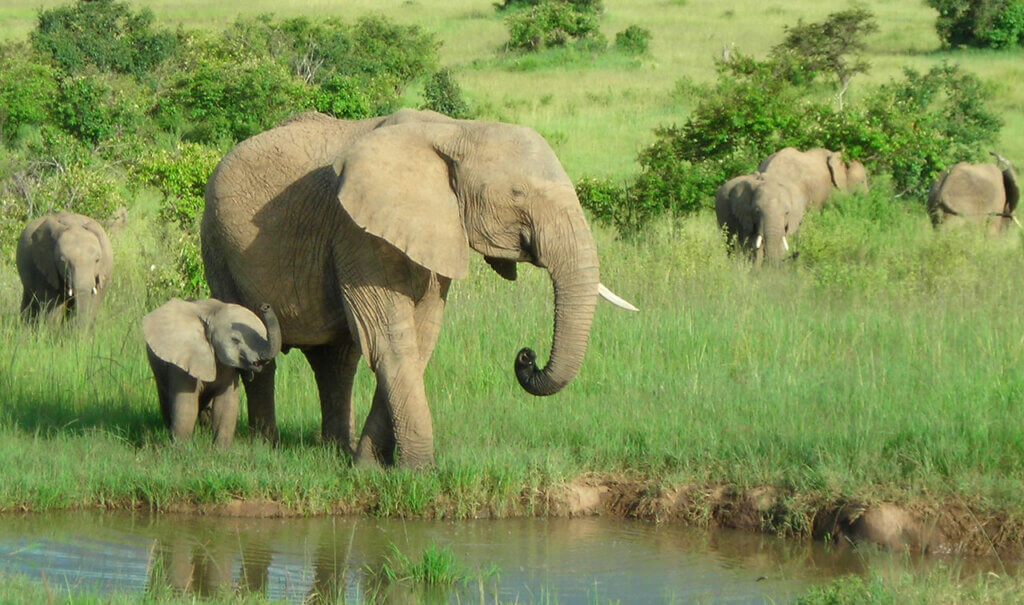 Elephants in their natural environment