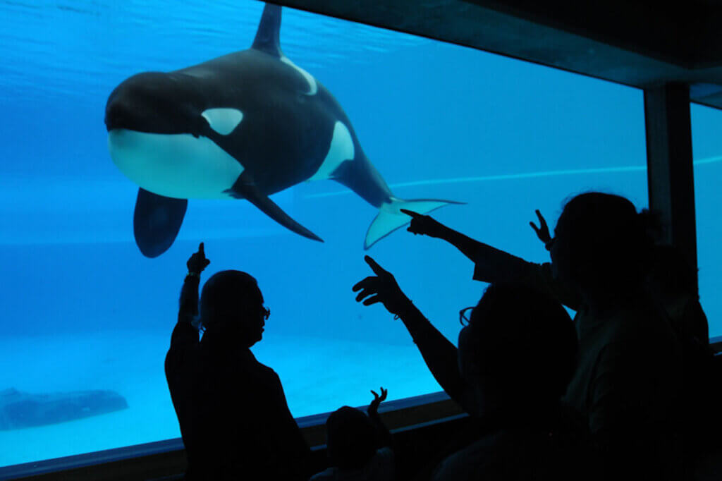 Orca in a small tank