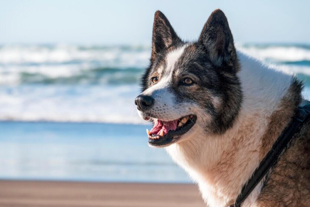 Happy dog at the ocean