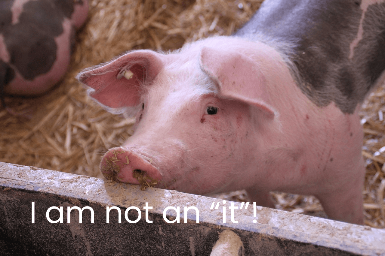 Pig with text that reads "I am not an it"