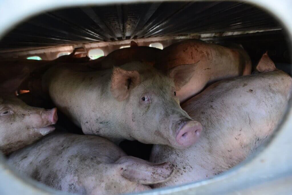 Pigs inside a transport truck, en route to slaughter