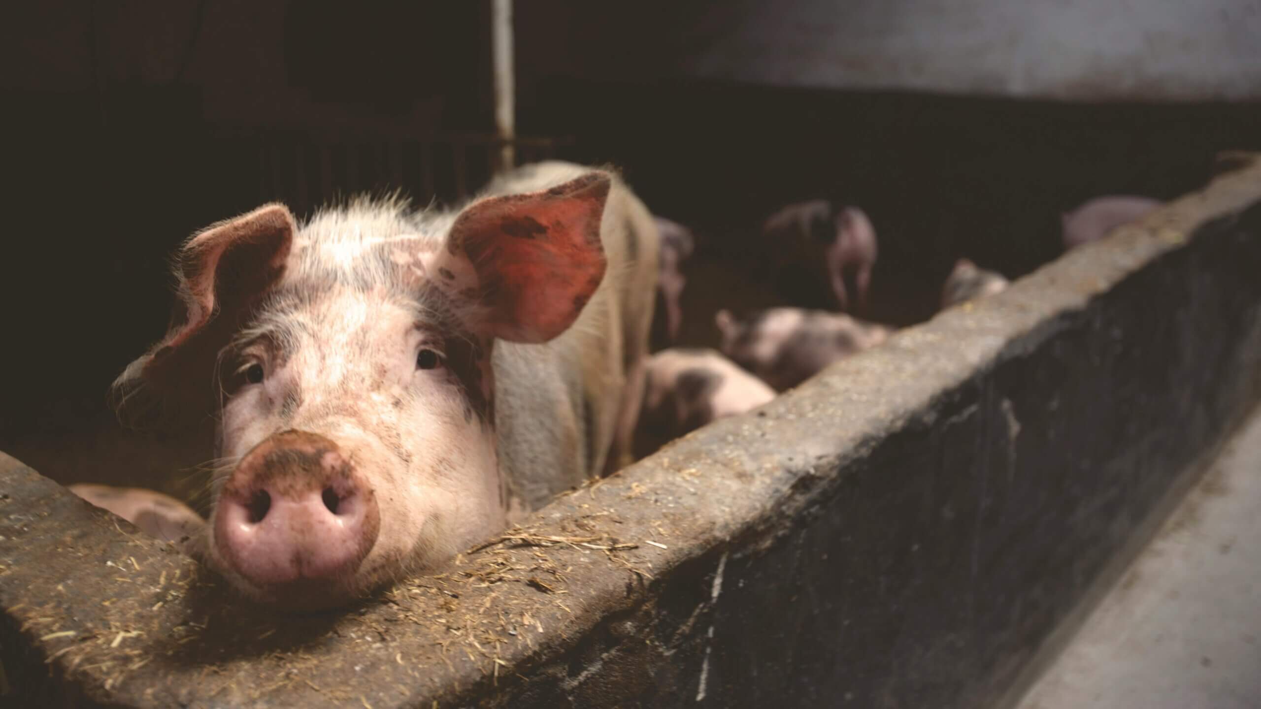 pink pig with piglets