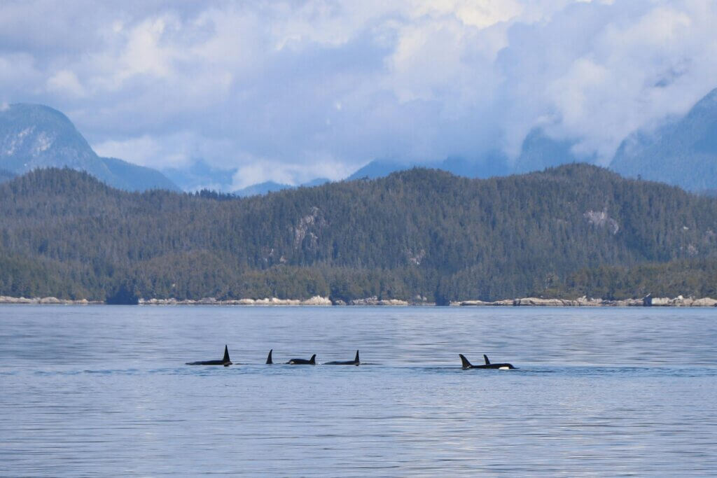 a pod or orcas swim in Telegraph Cove, BC, Canada