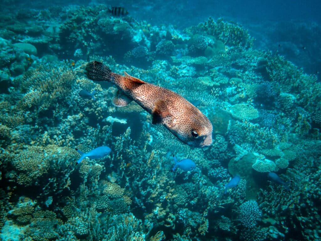 Pufferfish swimming peacefully