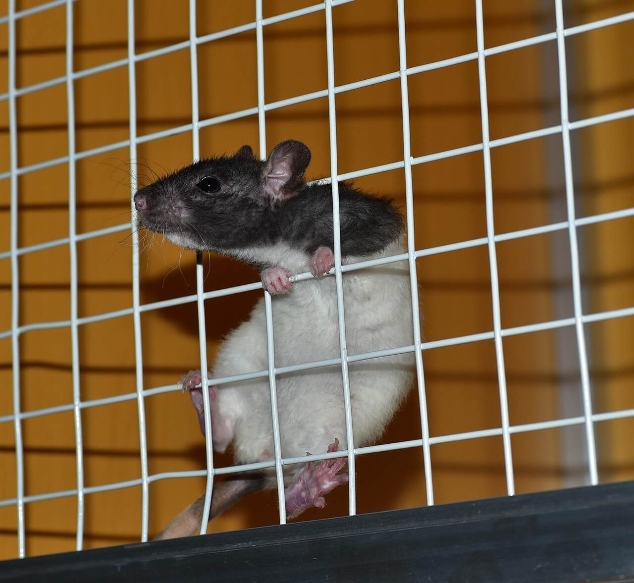 Caged sad rat with their head sticking out as if longing to be free.