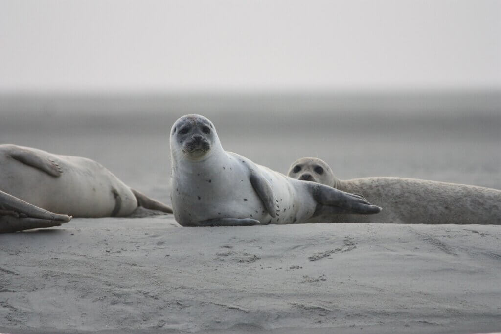 seals resting together, looking warily at the camera