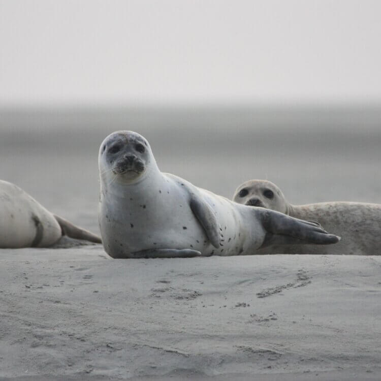 seals resting together, looking warily at the camera