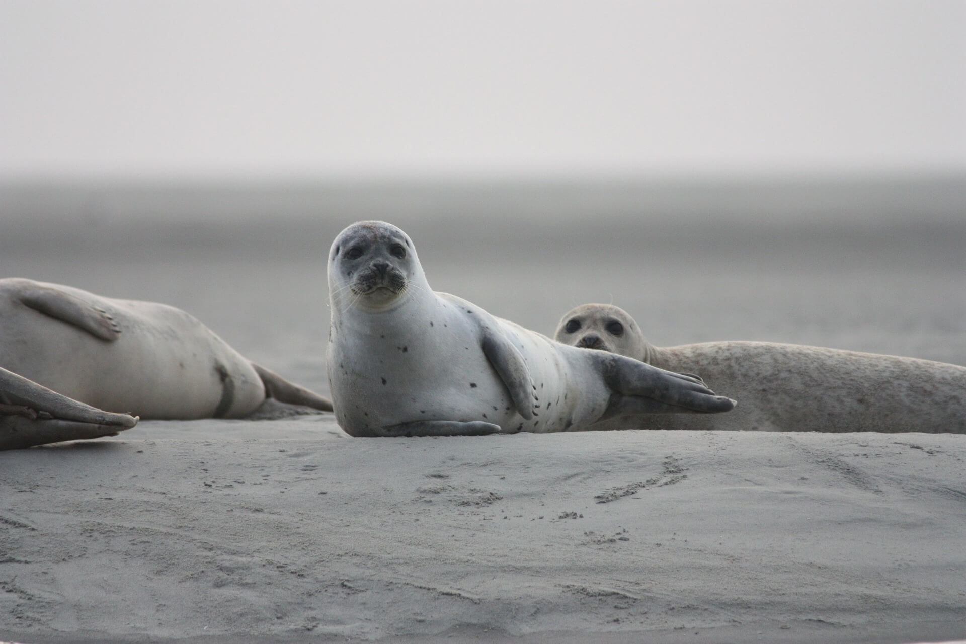 seals resting together, looking warily at the camera