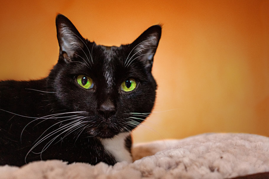 Black and white senior cat with orange wall