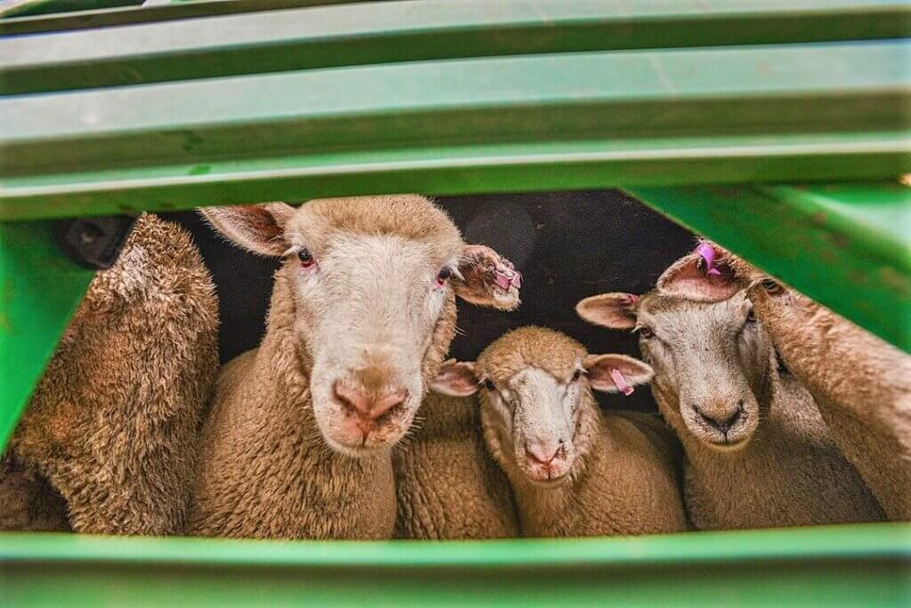 A group of sheep arriving at a sale yard in Australia looks out from a green pen.
