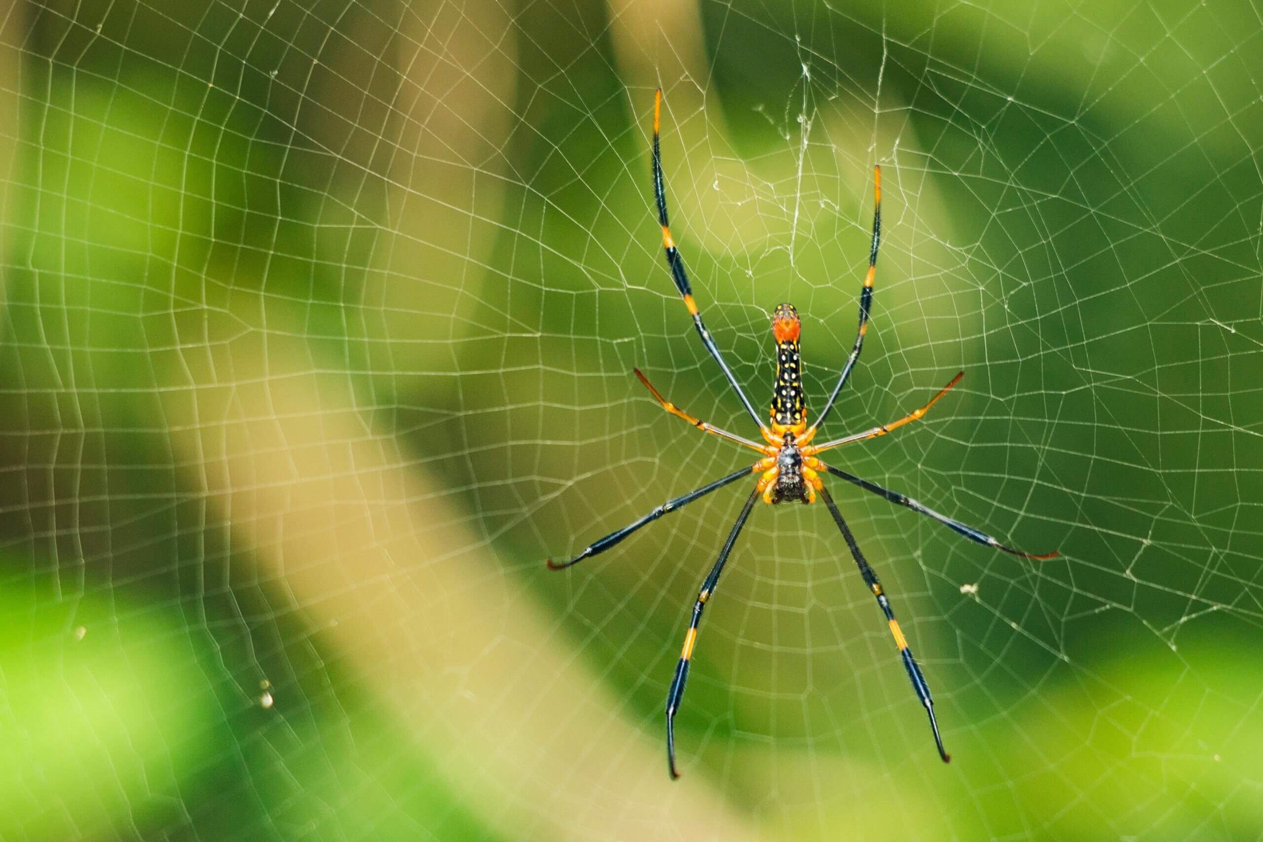 spider resting on their web