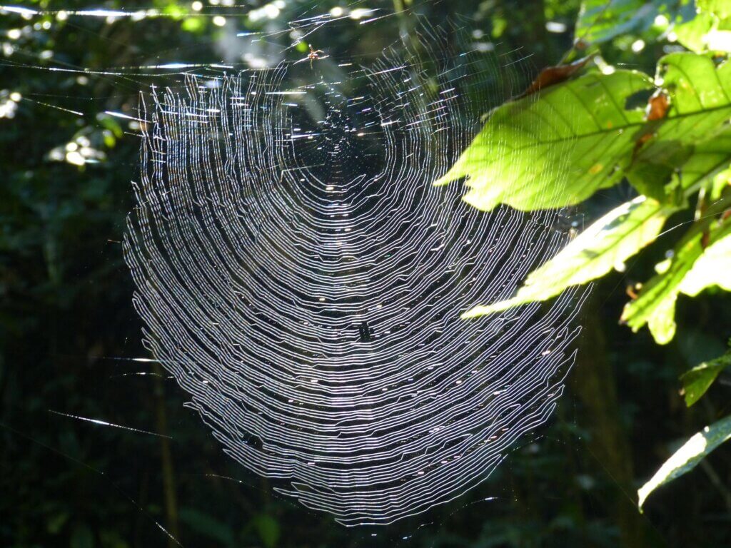 spider who built an intricate web