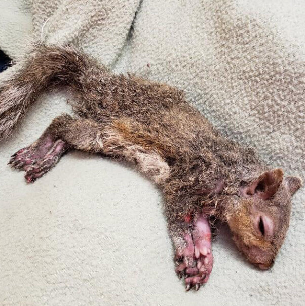 Rescued squirrel resting on a soft blanket