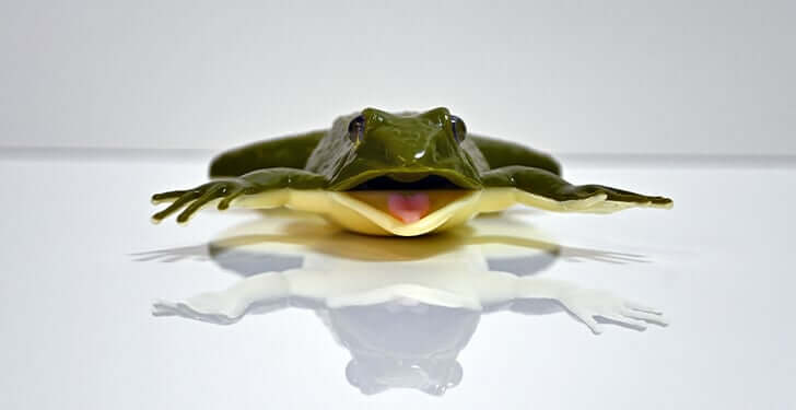 kind frog
