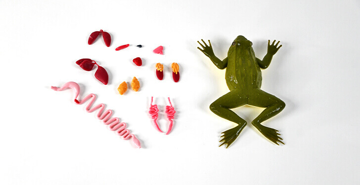 kind frog parts
