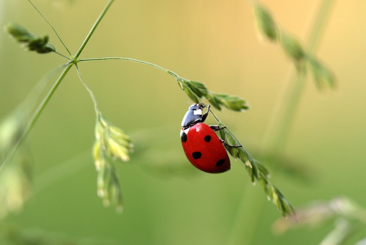 Lady bug on a tiny stem on a plant