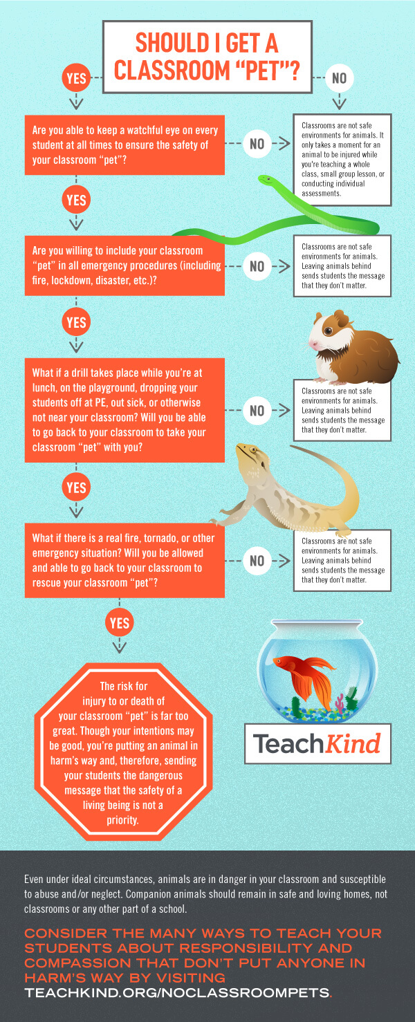 Should I get a classroom pet? flowchart