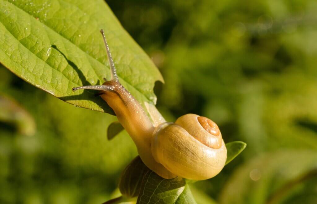 snail on a leaf
