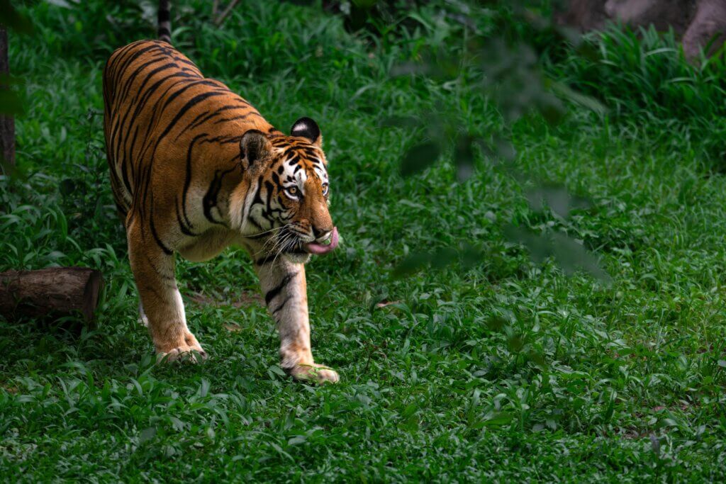 Bengal Tiger Stalking in Lush Green Jungle