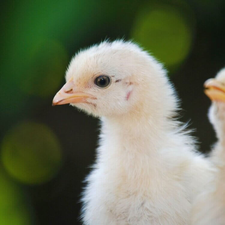Baby chicks with green background