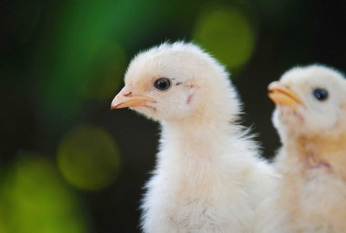 Baby chicks with green background