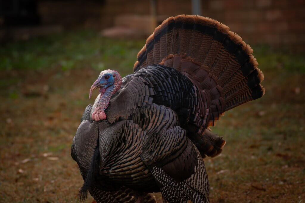 Turkey on the grass