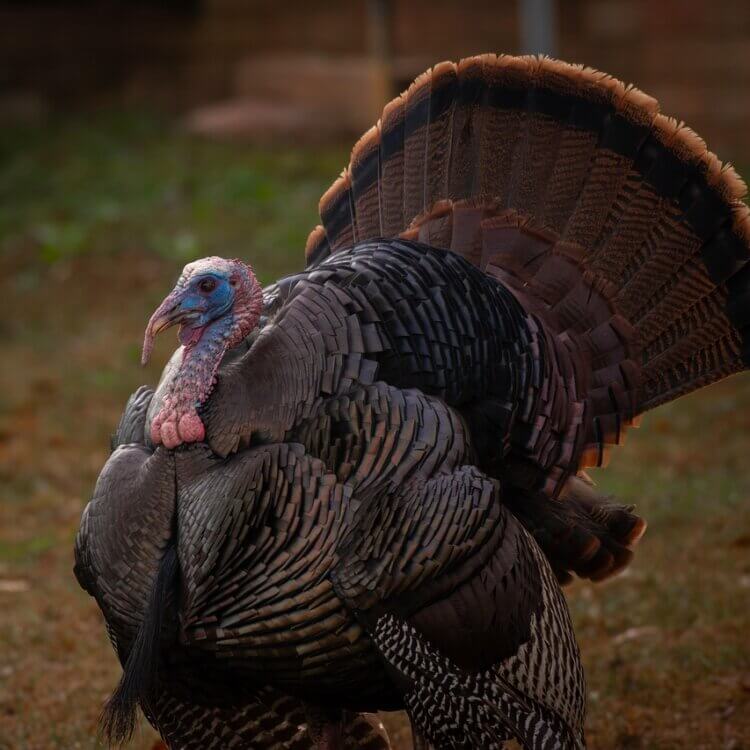 Turkey on the grass