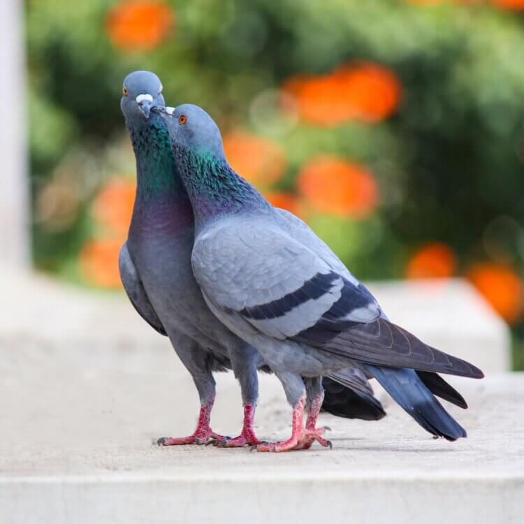 two pigeons orange and green background