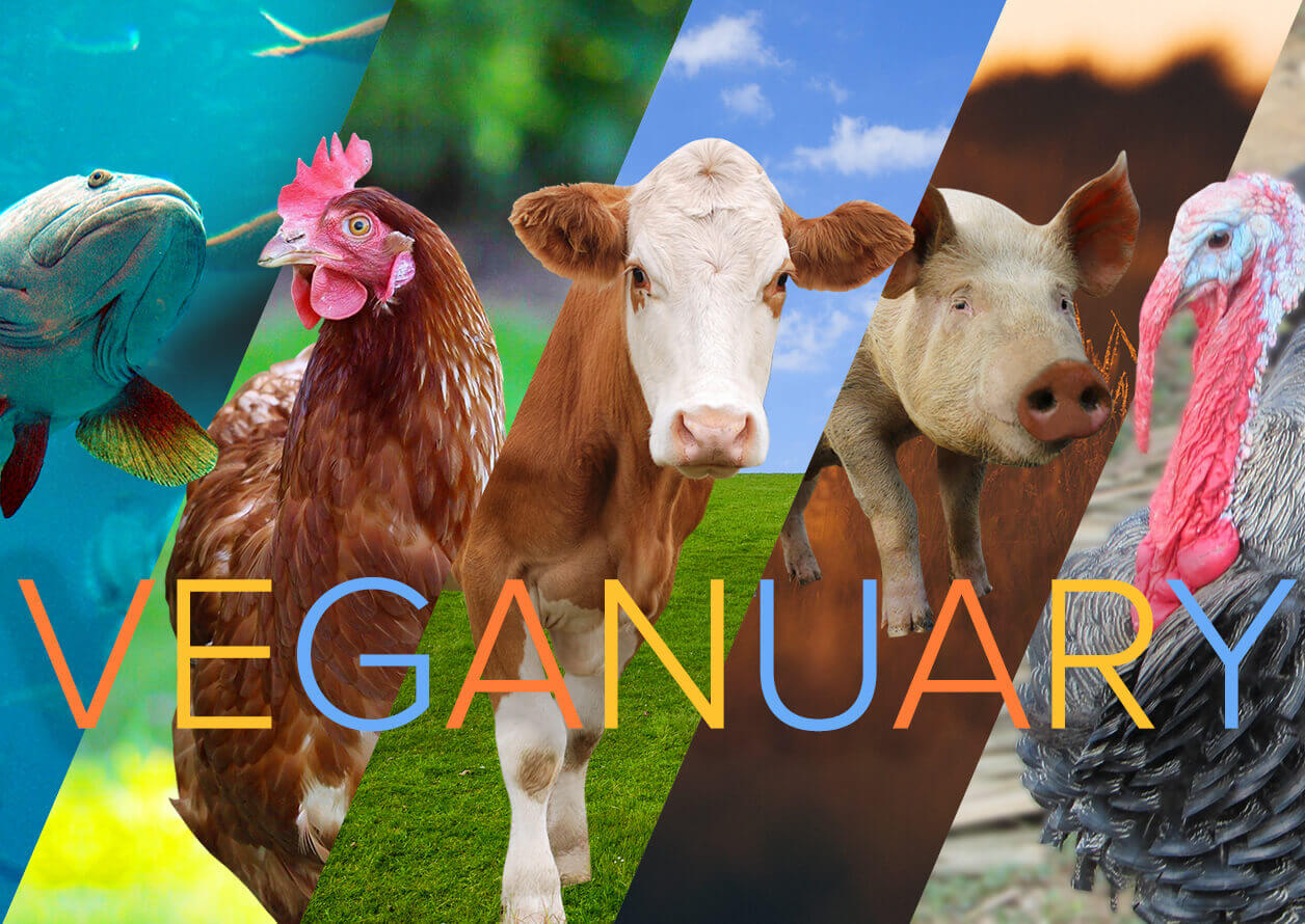 Veganuary for the animals