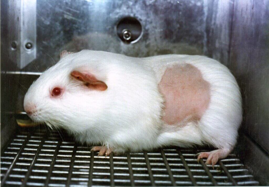 guinea pig burned in a cage