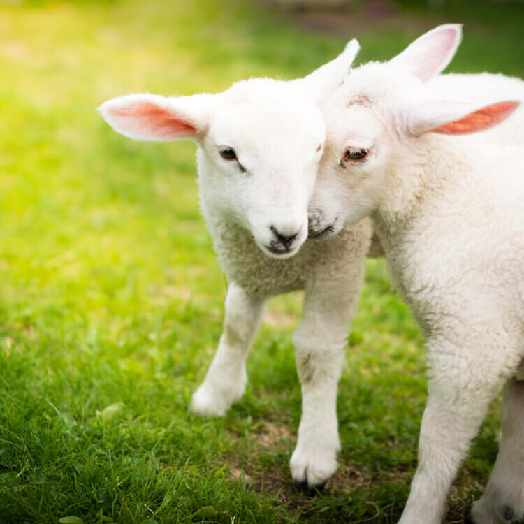 Image of happy sheep for the woody wool lesson page