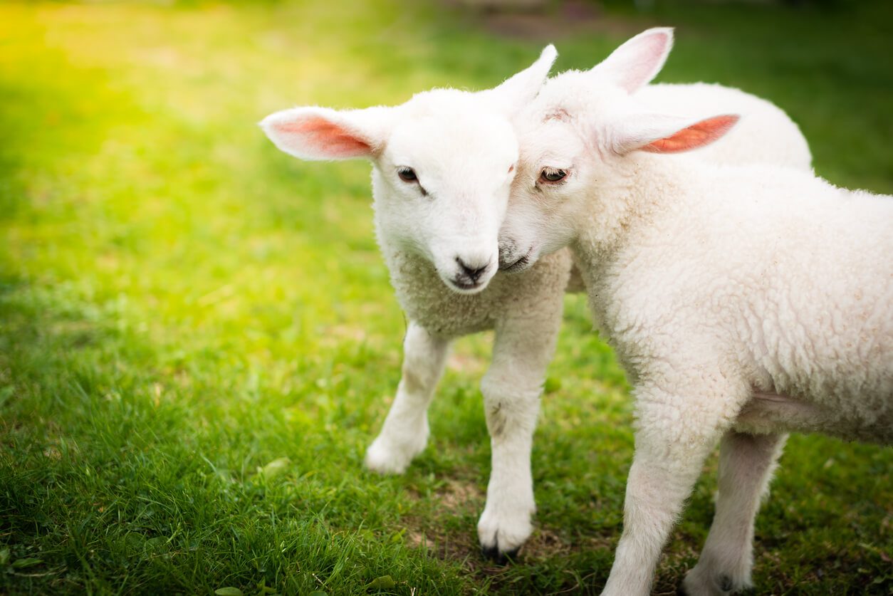 Image of happy sheep for the woody wool lesson page