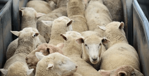 Image of sad sheep for the woody wool lesson page