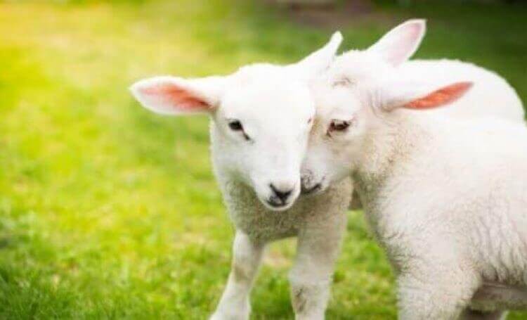 Image of happy sheep for the woody wool lesson page