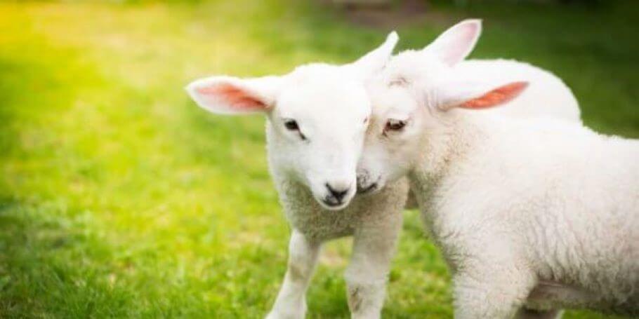 Image of happy sheep for the woody wool lesson page